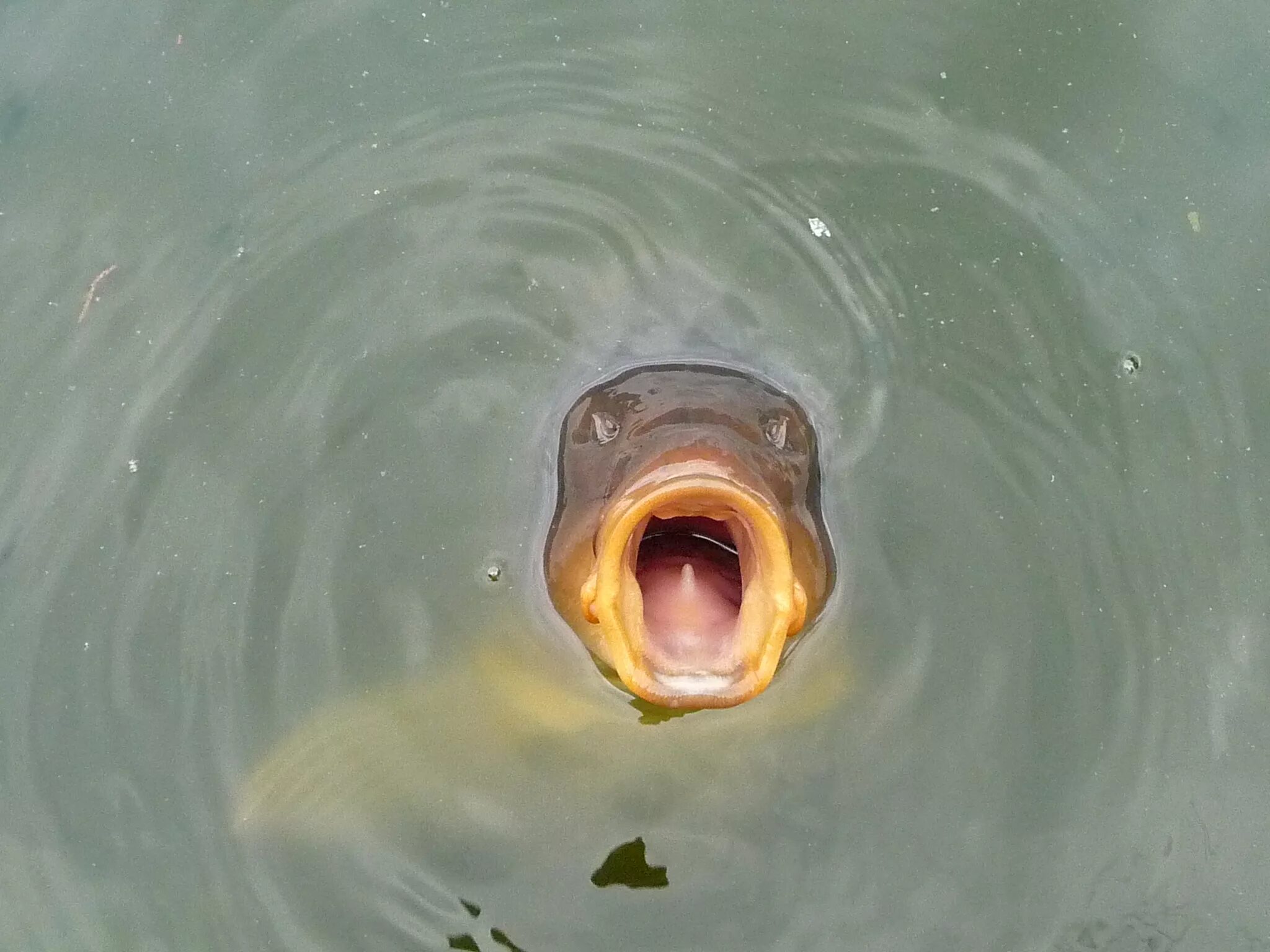 Куда поднести духовного карпа. Рыба с открытым ртом. Карась с открытым ртом. Смешной карась. Удивленная рыбка.