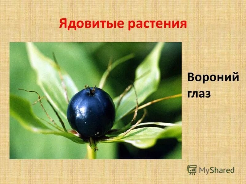 вороний глаз соцветие. ядовитые растения. ядовитые лесные ягоды вороний глаз. вороний глаз ядовитое растение. вороний глаз класс.