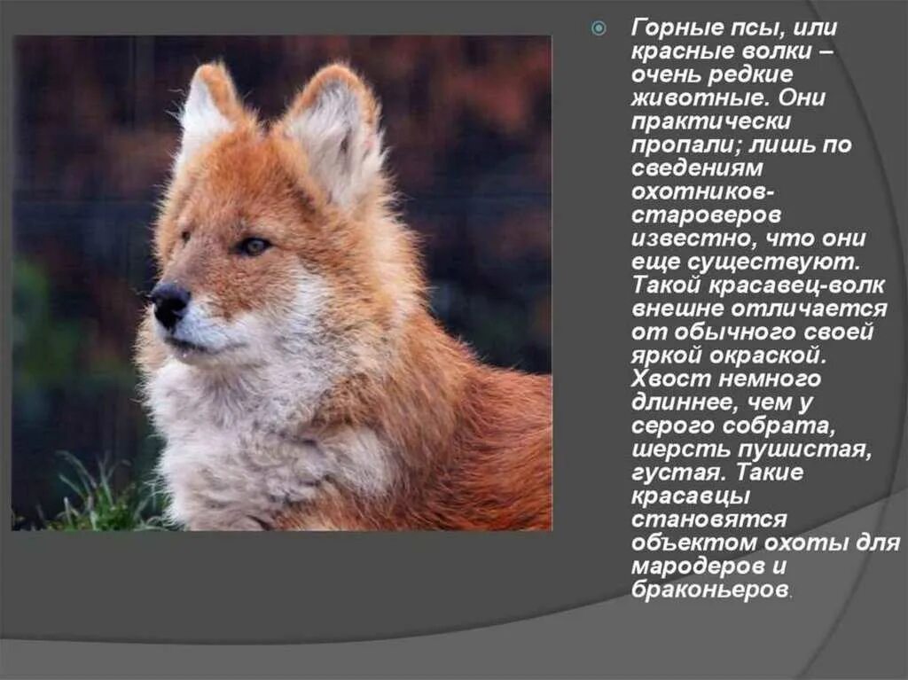 Подготовить сообщение о животных