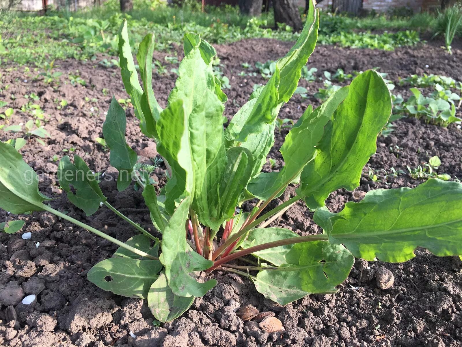 Щавель (Rumex). Щавель кислый обыкновенный. Щавель обыкновенный Rumex acetosa. Кислятка и щавель. Щавель у женщины это фото