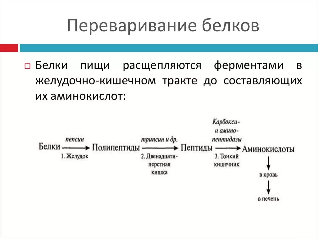 Расщепляет биополимеры до мономеров. Последовательность расщепления белков в желудочно-кишечном тракте. Схема переваривания белков в ЖКТ. Этапы расщепления белков в ЖКТ. Схема расщепления белков в ЖКТ.