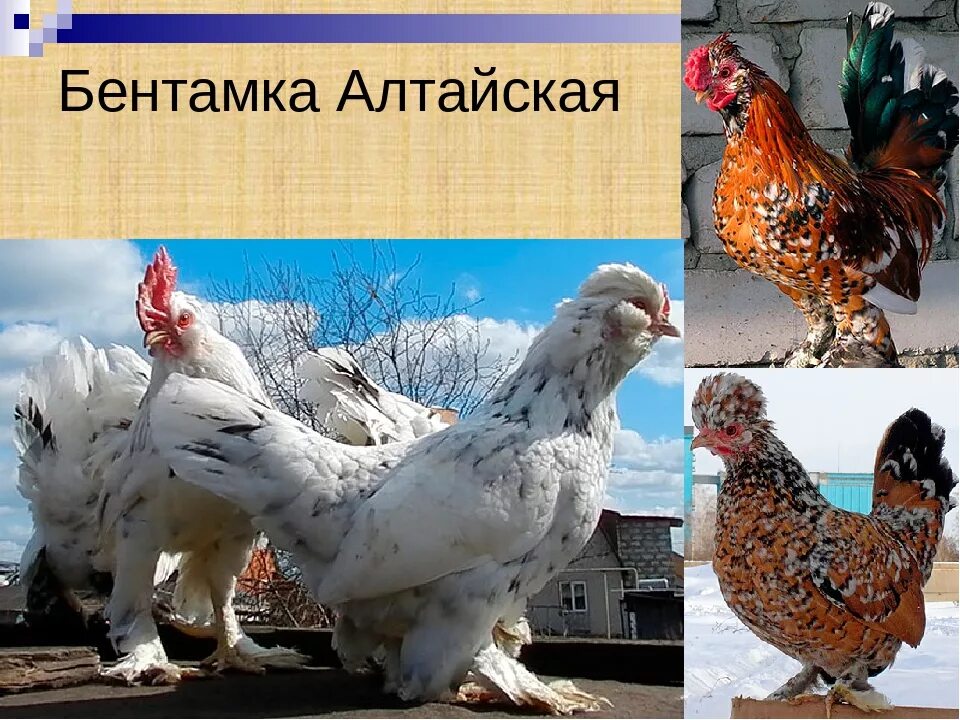 Алтайская бентамка. Пекинская бентамка. Бентамка крапчатый. Курица бентамка Алтайская бентамка.