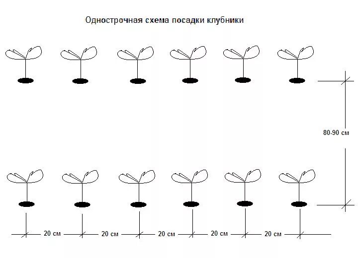 Схема посадки ремонтантной клубники в открытом грунте. Клубника схема посадки двухстрочная. Схема посадки клубники двухстрочный. Клубника схема посадки в открытый грунт.