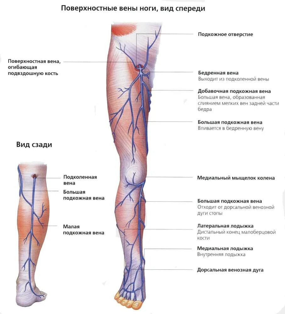 А также внутренней поверхности. Большая подкожная Вена ноги (Vena saphena Magna). Схема строения вен нижних конечностей. Вены нижней конечности анатомия варикоз. Строение вен нижних конечностей варикоз.