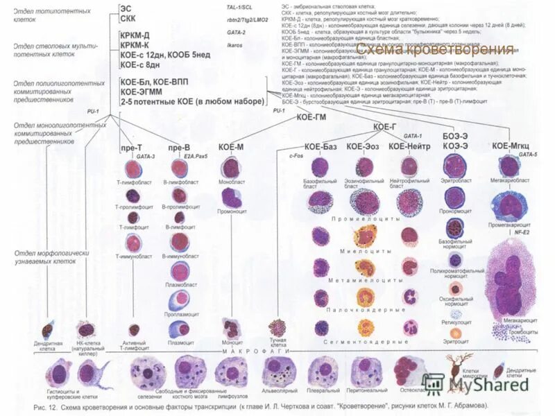 Кровь дифференцировка. Схема кроветворения гистология. Схема кроветворения гематология Черткова. Схема кроветворения Афанасьев. Гемопоэз современная схема кроветворения.