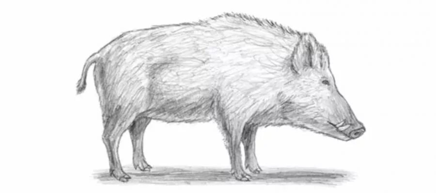 кабан рисунок карандашом. каба рисунок карандашом. легкий рисунок кабана. как нарисовать кабана для детей. кабан для срисовки.