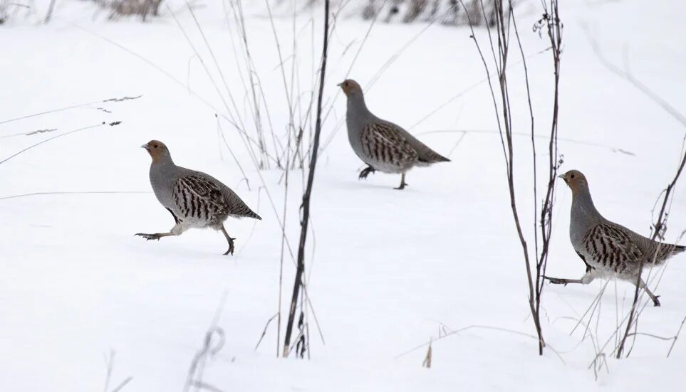 Охота на птиц зимой. Серая куропатка самка. Куропатка рябчик зимой. Рябчик в тайге. Тетерев глухарь рябчик охота.