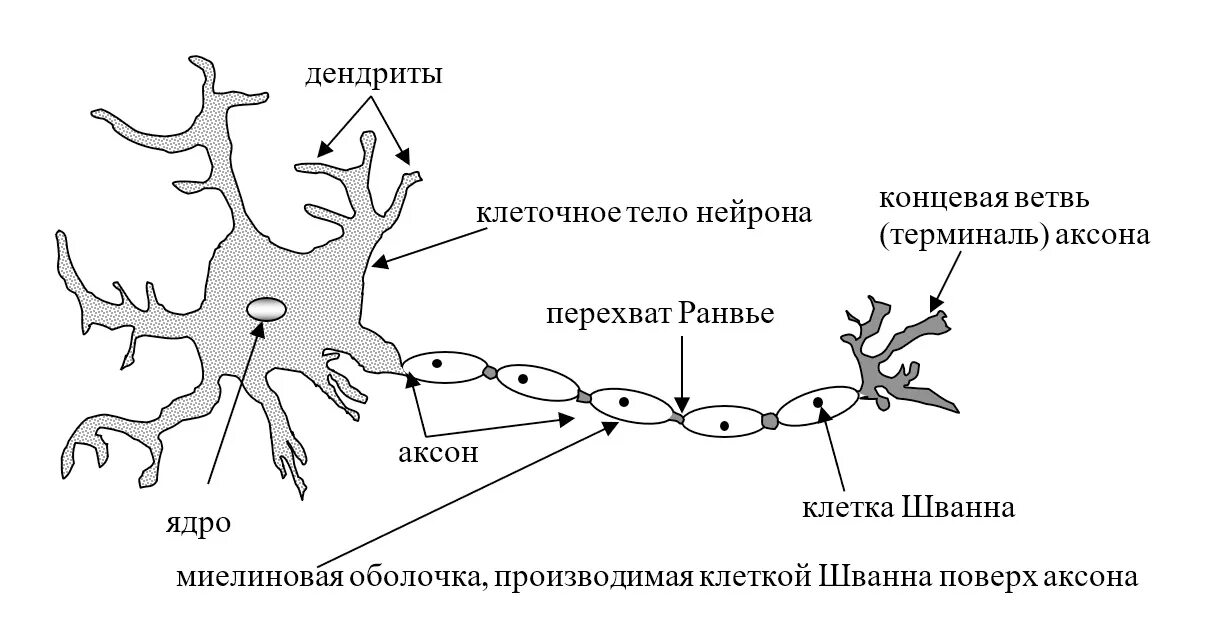 Короткие сильно ветвящиеся отростки. Строение нейрона. Отростки. Дендрит. Схема строения нейрона. Схема нейронов и дендритов. Нейроны аксоны дендриты.