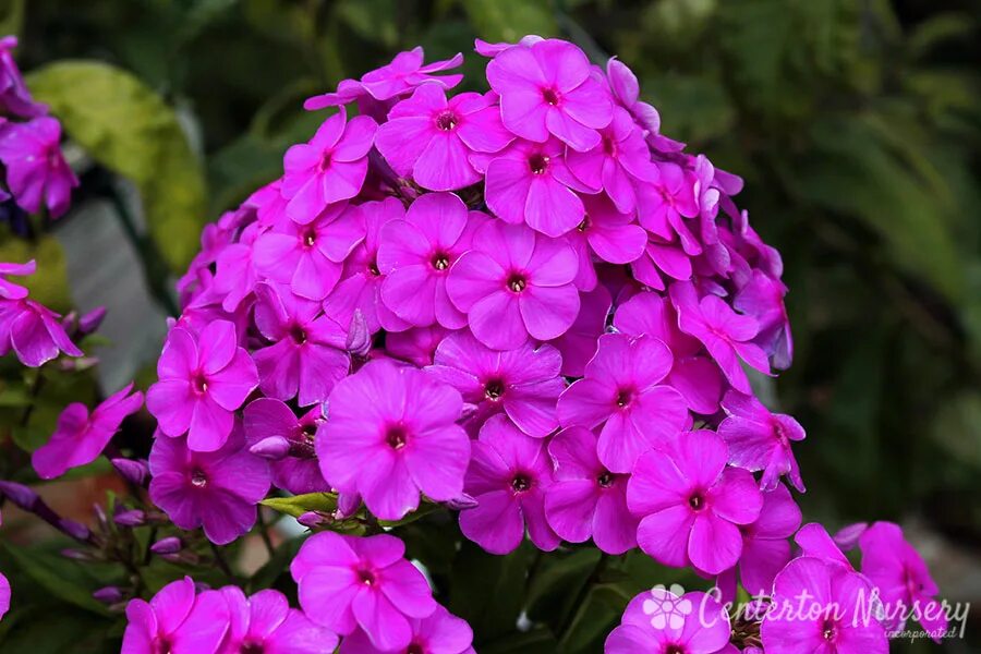 флокс лайт блю. флокс phlox paniculata flame pink. флокс метельчатый flame pro violet charm. флокс веншонденшон. флокс метельчатый наташа.