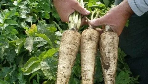 Как вырастить пастернак
