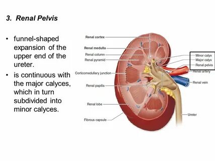 Renal почки
