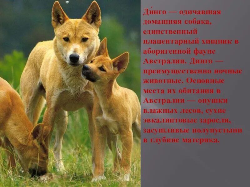 Где обитает собака динго на каком материке. Австралия животный мир собака динго. собака динго материк обитания. собака динго описание. динго в австралии.
