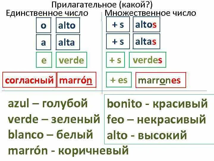 Множественное число в испанском: найдено 79 изображений
