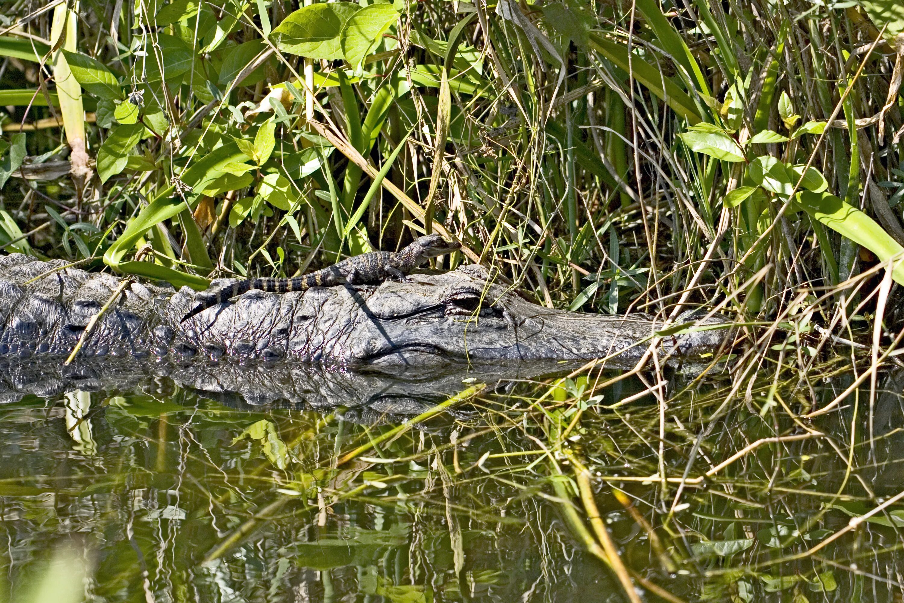 Defender alligator. Болото Манчак крокодилы. Болота Манчак Аллигаторы. Луизианский Аллигатор. Крокодил Аллигатор Кайман.