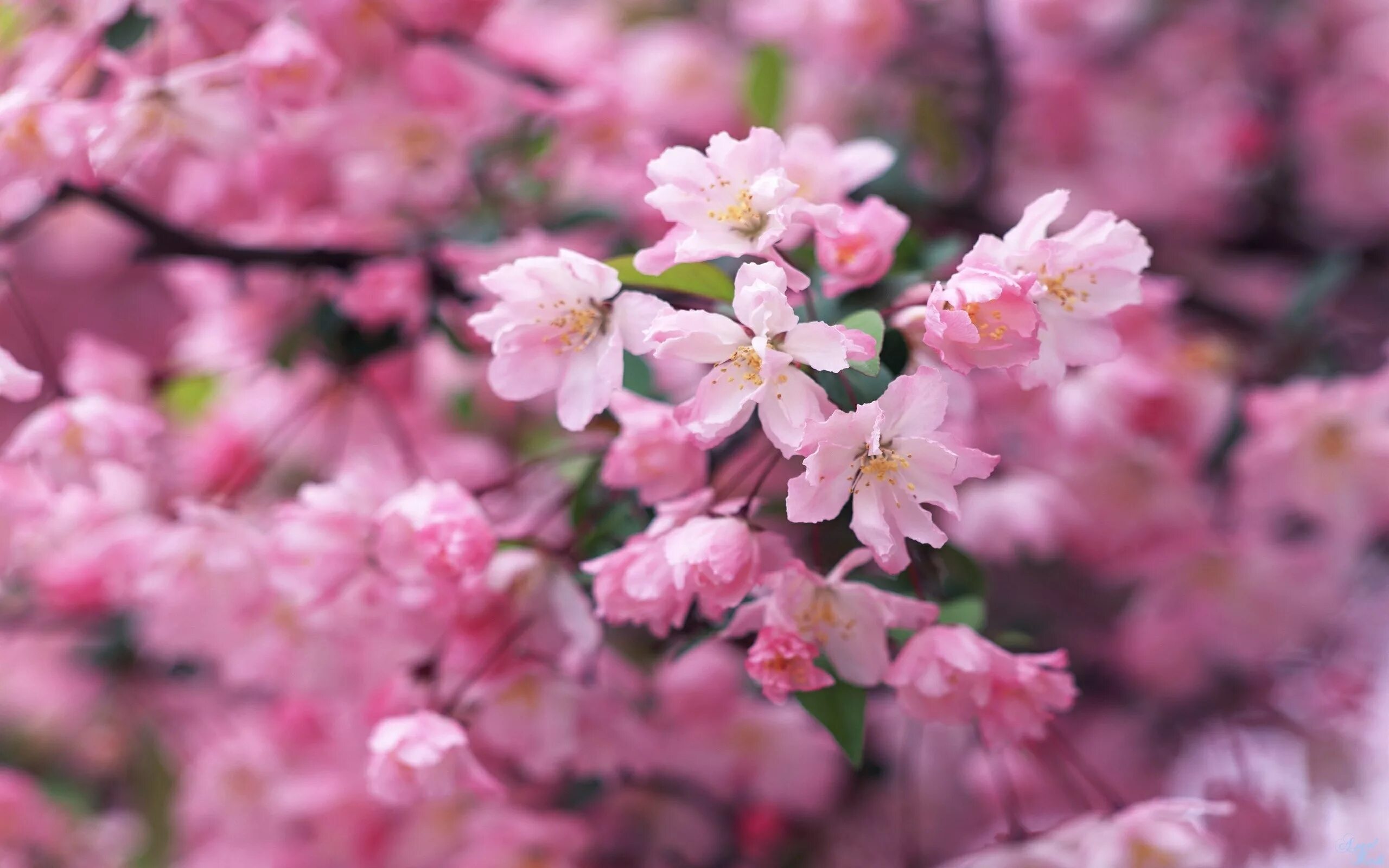 My flowers are beautiful. Яблоня черри блоссом. Черри блоссом цветок. Черри блоссом обои. Сакура яблоня.