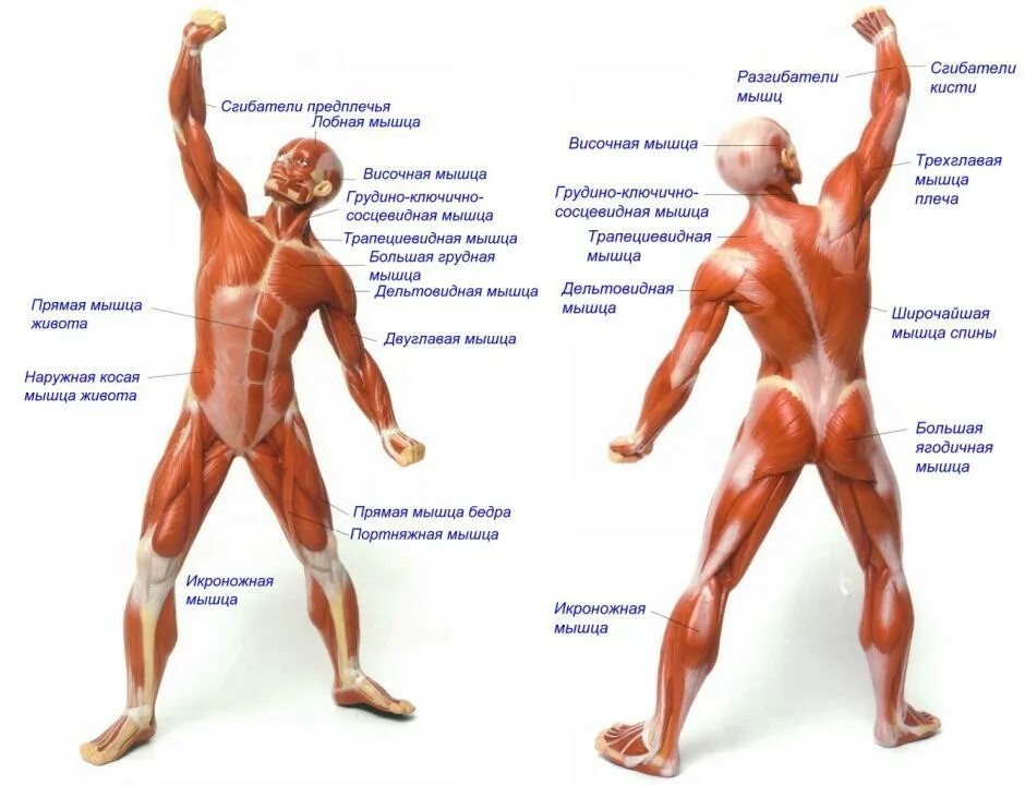 Основные мышцы для развития. Строение тела мышцы название. Мышечная система человека строение мышц. Основные группы мышц человека. Мышцы тела человека анатомия.