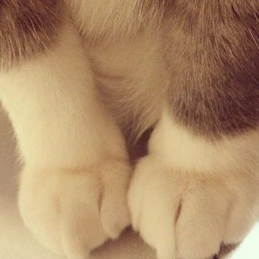 Киса руки. Лапка кота. Кошачья лапа. Милые лапы кота. Пушистые лапки.
