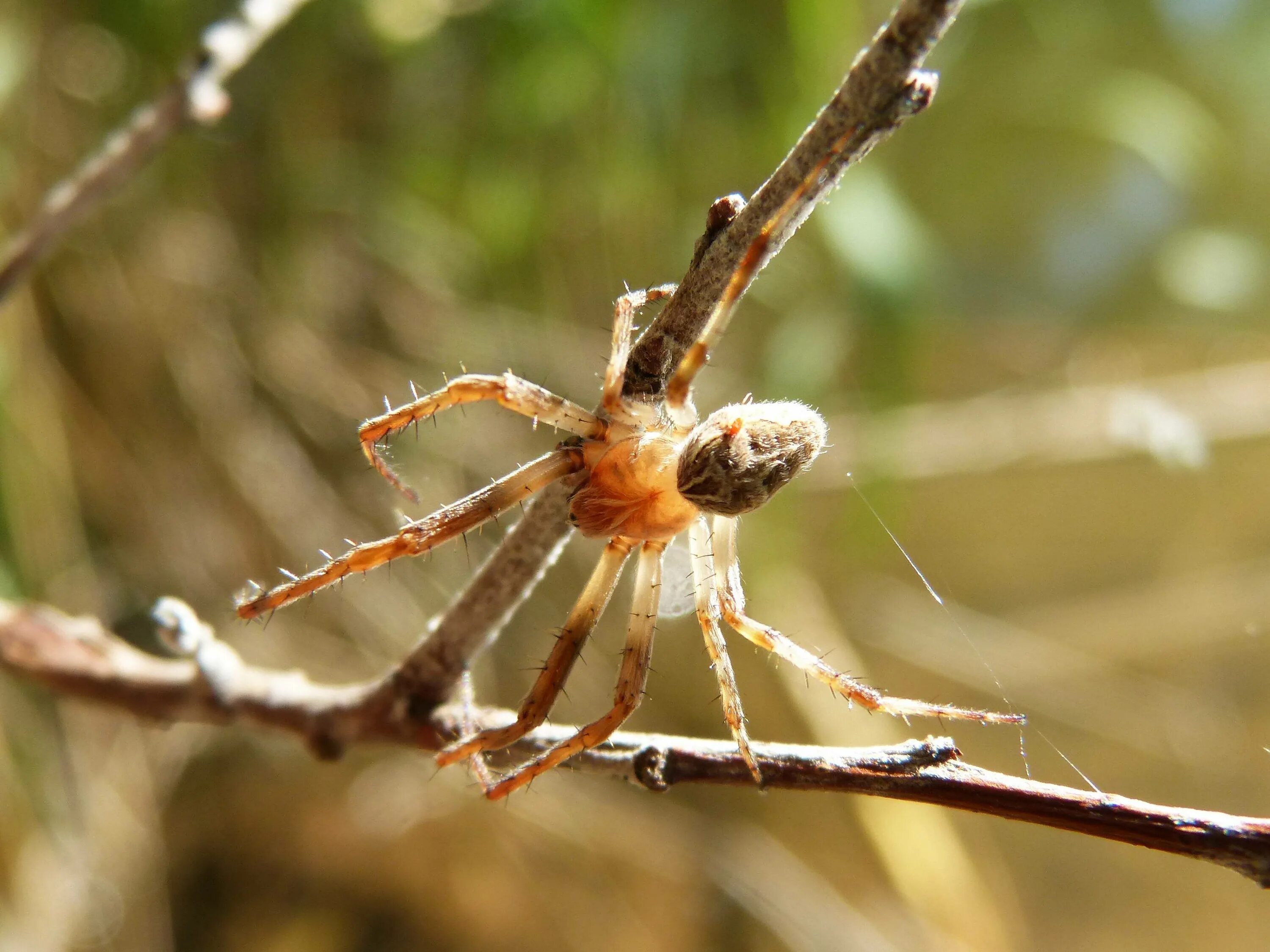 Красноспинный паук. Австралийский красноспинный паук. Паук Арахнид. Облепиховый паук. Spiders pictures