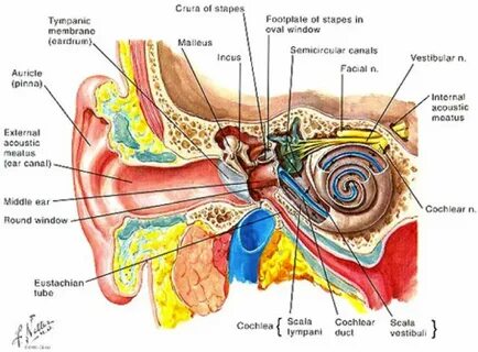 Internal face