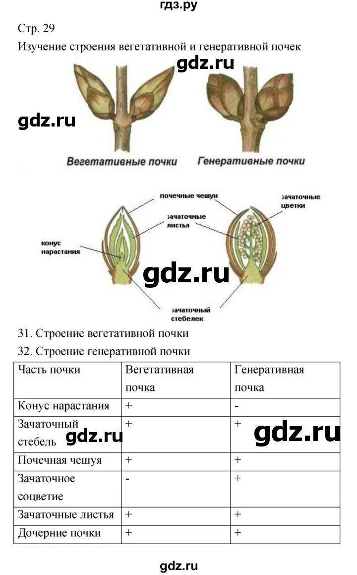 Биология 29 9 класс. Биология пятый класс страницы 28 29. Биология 5 класс стр 30-32. Гдз по биологии 5 класс 1 часть стр 29.