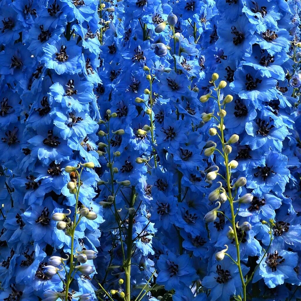 гиацинт мускари. гортензия садовая. меконопсис пурпурный. мускари лазурный. гортензия саманта крупнолистная.