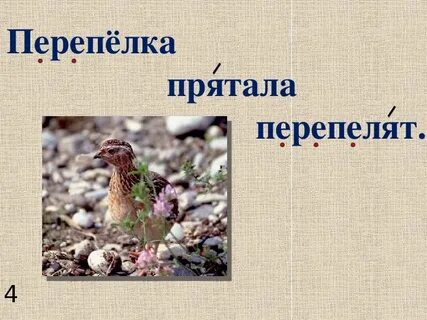 Перепел прятал перепелку и перепелят скороговорка