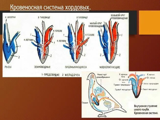 У каких хордовых двухкамерное сердце