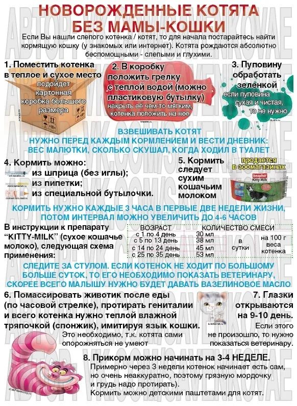 Сколько раз в день котенок ходит в туалет. Как Новорожденные котята ходят в туалет. Сколько дней котенок слепой. Сколько дней котята ходят слепыми.