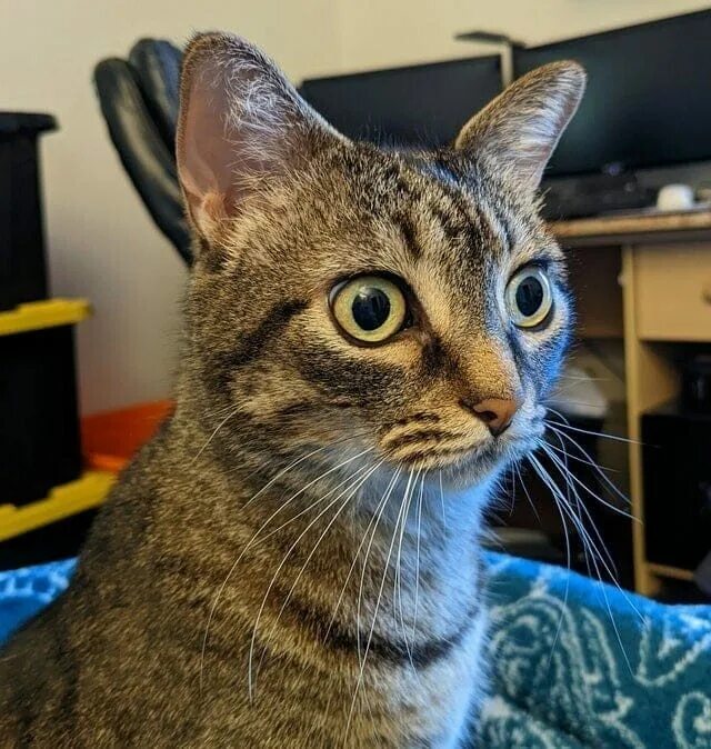 Невоспитанный кот. Котяра в депрессии. Очень черный. Мыльный котик. Кот который пережарился.