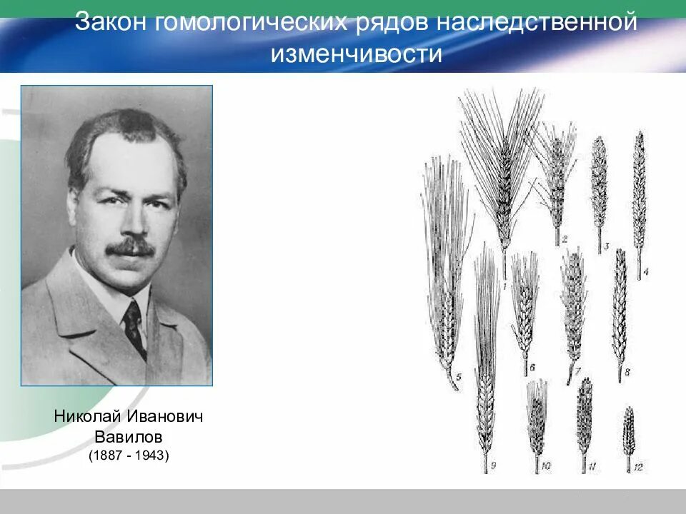Пшеница мутации