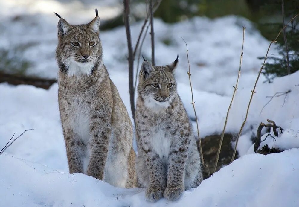 Рысь вологодская. Рысь Горная Шория. Рысь обыкновенная Lynx Lynx Linnaeus, 1758. Бобкэт Рысь. Рысь в тайге.