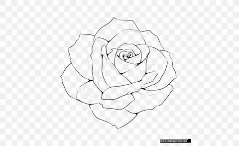 Rose line