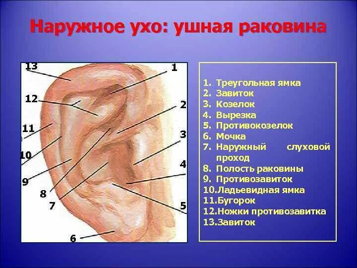 Козелок ушной раковины анатомия. Наружное ухо ушная раковина. Наружная ушная раковина анатомия. Строение наружного уха хрящ.
