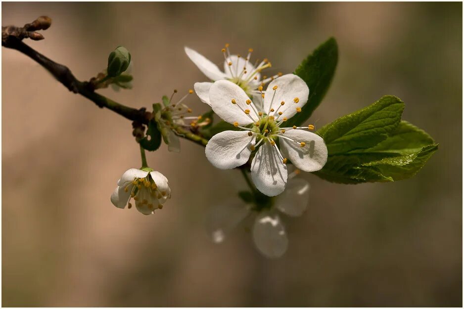 2 цветущий вишня. Вишня зацвела. Цвет вишня. Вишня йошино. Вишня обыкновенная цветение.