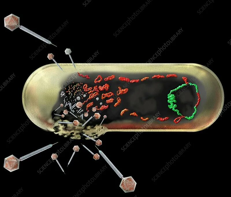 Лизис бактериофага бактерий. Бактериофаг атакует бактерию. Бактериофаг под микроскопом. Гибель бактериальной клетки.