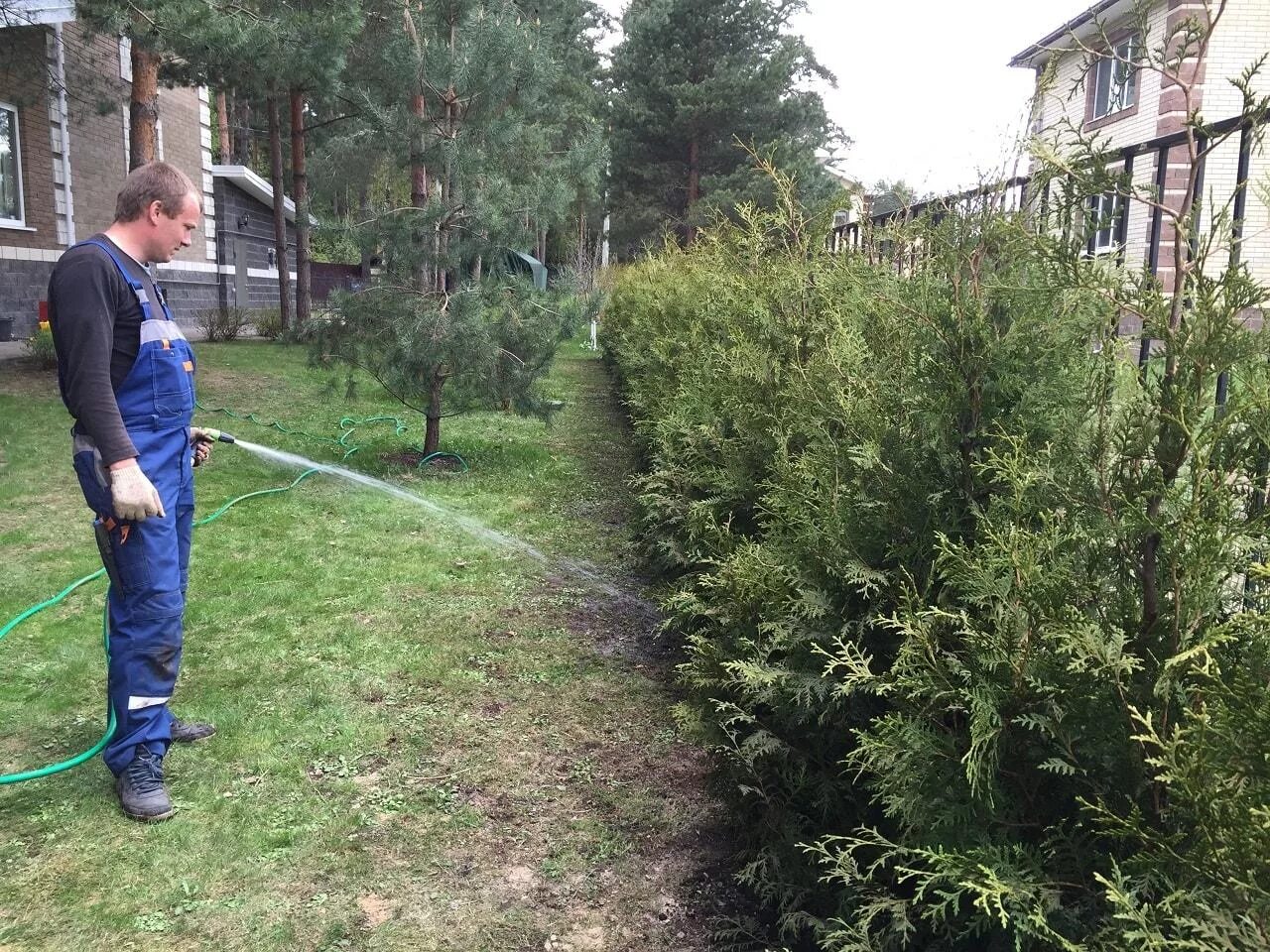 Чем опрыскивать хвойные. Туя Брабант полив. Полив живой изгороди. Полив можжевельника. Полив хвойных.