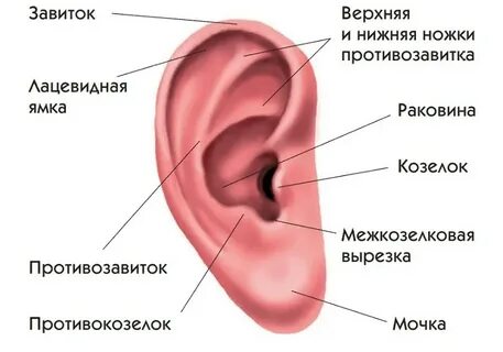 Козелок латынь