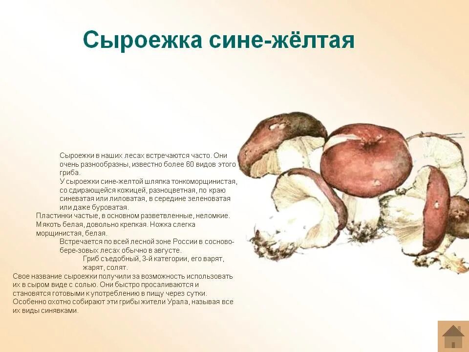 Можно ли употреблять в пищу сыроежки. Сыроежки грибы съедобные и несъедобные. сыроежка гриб описание. строение сыроежки. сыроежка описание.