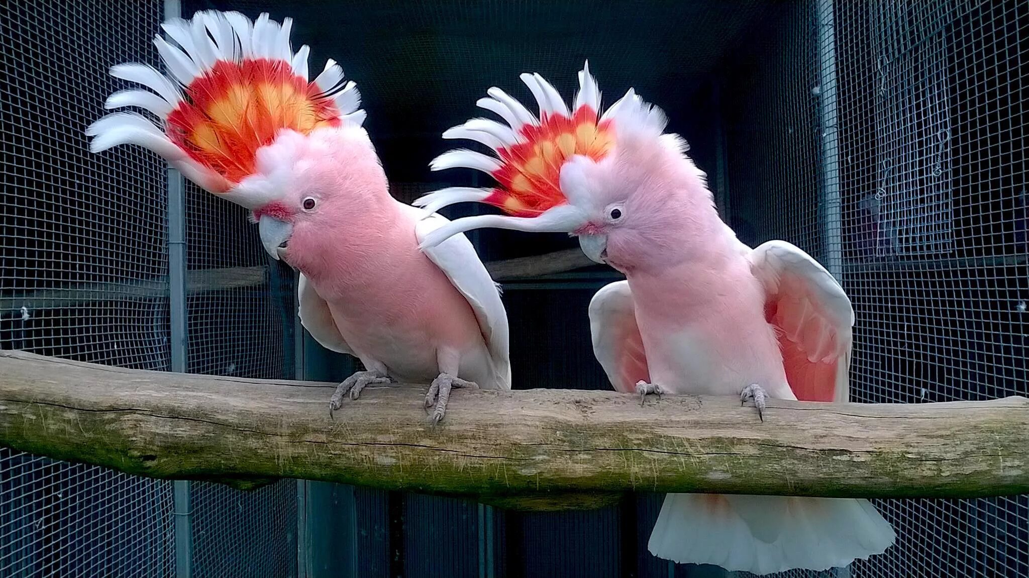 Какаду дома. Попугай Какаду. Попугай Какаду Инка. Попугай Какаду розовый.