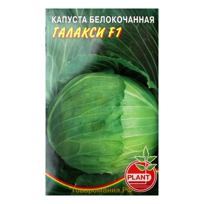 Сорт капусты галакси. Капуста галакси. капуста галакси цп агростиль. капуста галакси фото.