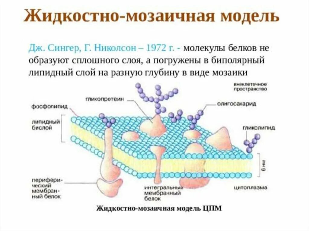 Слои образующие мембрану клетки. Жидкостно-мозаичная модель строения мембраны (Сингер, Николсон, 1972);. Жидкостно-мозаичная модель мембраны Сингера. Модель мембраны Сингера Николсона. Жидкостно мозаичная модель Сингера Николсона.