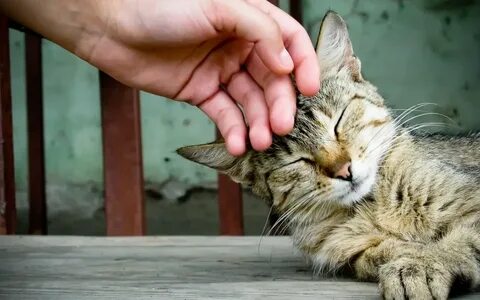 Кошка мурлычет котятам