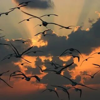 Imagine dragons birds
