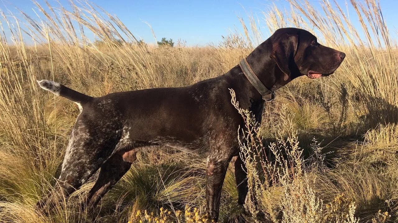 Курцхаар и дратхаар. Охотничья собака дратхаар и курцхаар. Курцхаар и дратхаар. Курцхаар и дратхаар. Курцхаар.