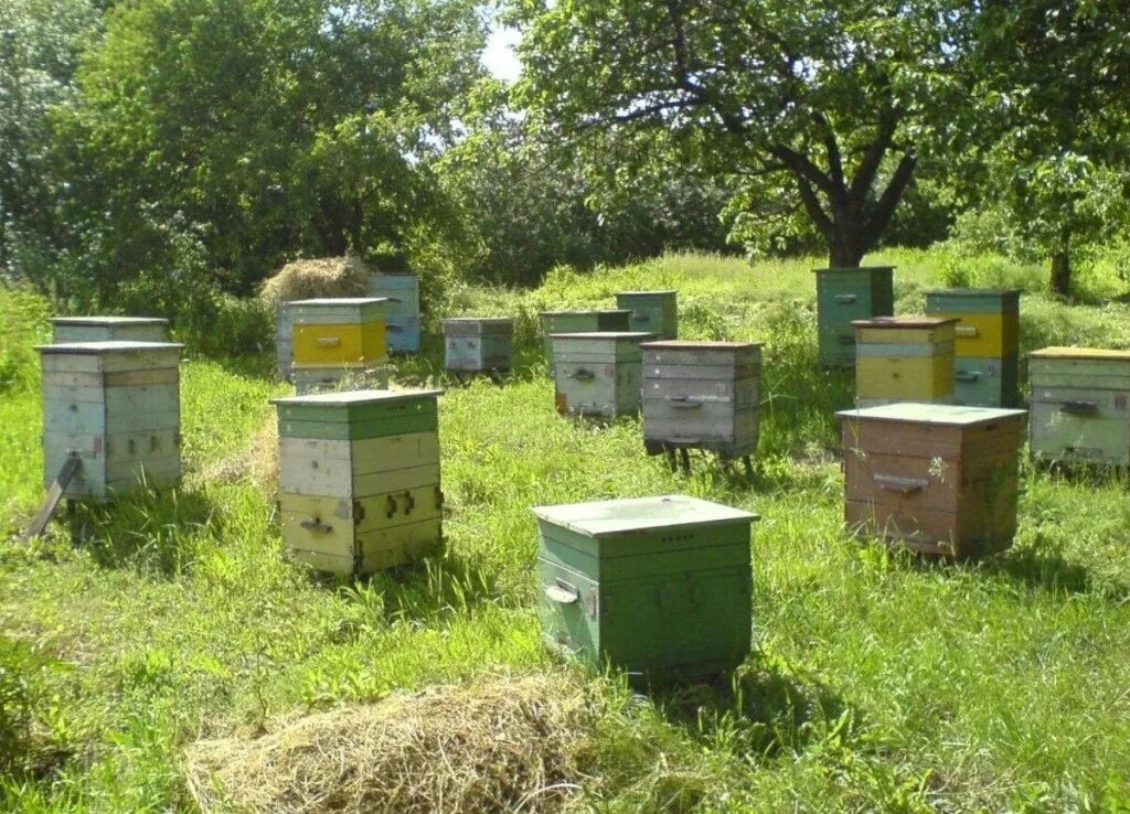 Валей улей. Пчелы пасека. небольшая пасека. улей для пчел. пасека ульи.