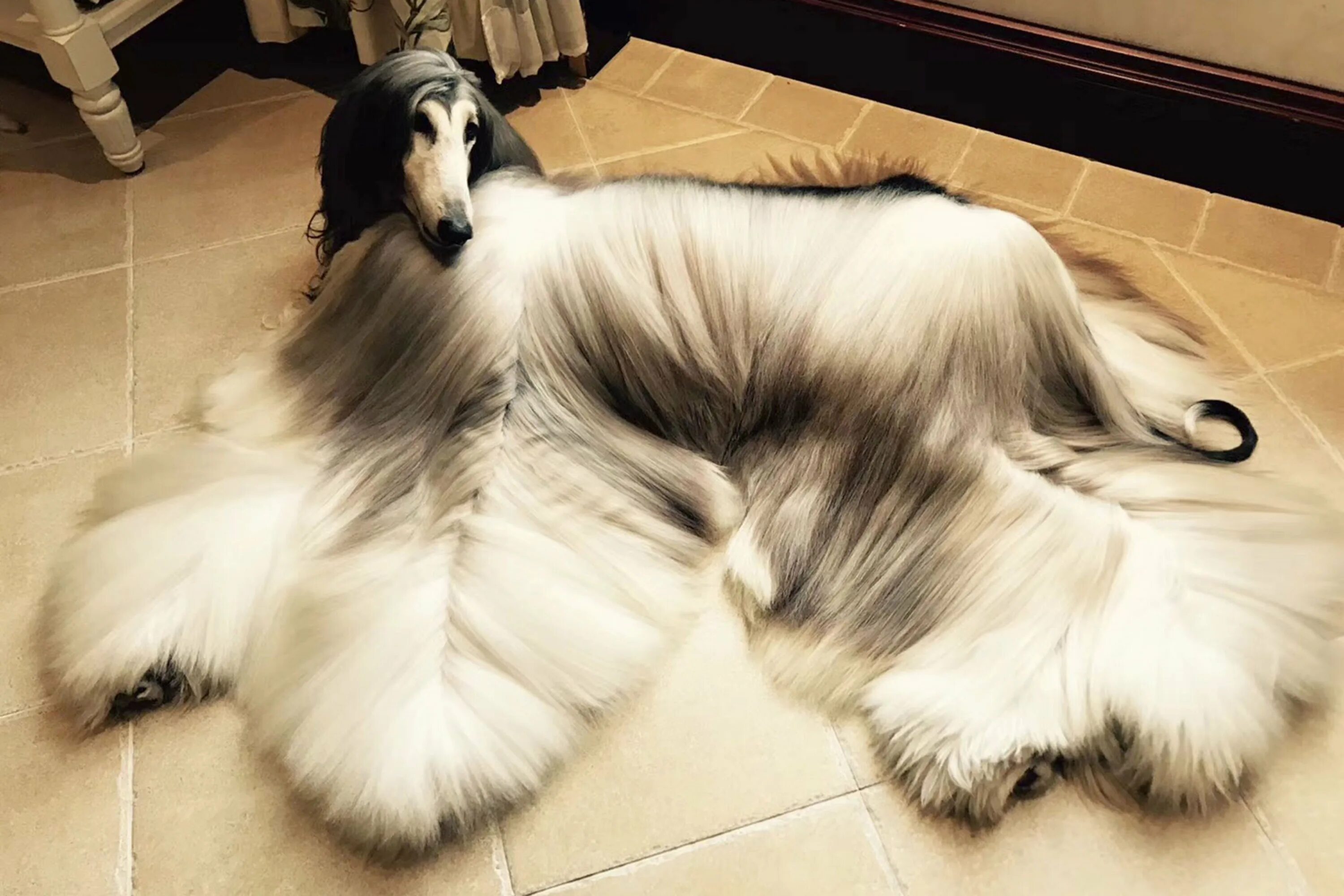 Груминг породы. Афганская борзая / Afghan Hound. Афганская борзая грумминг. Афганская борзая Нирвана Баттл. Афганская борзая груминг.