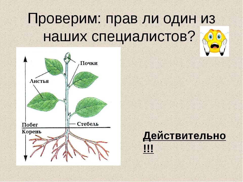 Строение растения в связи с условиями. Части растения 3 класс. Строение растения. Строение растений 2 класс. Части растения 2 класс.