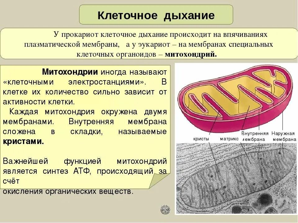 клеточное дыхание происходит в митохондриях. схема клеточного дыхания в митохондриях. процесс дыхания клетки. стадия энергетического обмена в митохондриях. клеточное дыхание происходит в митохондриях.