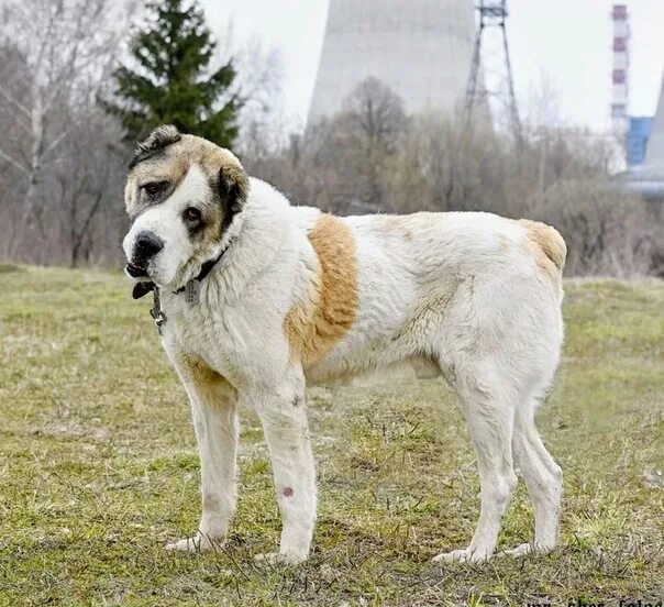 Собака похожая на алабая. Осетинский алабай. Королевский алабай. Памирский алабай. Среднеазиатская овчарка короткошерстная.