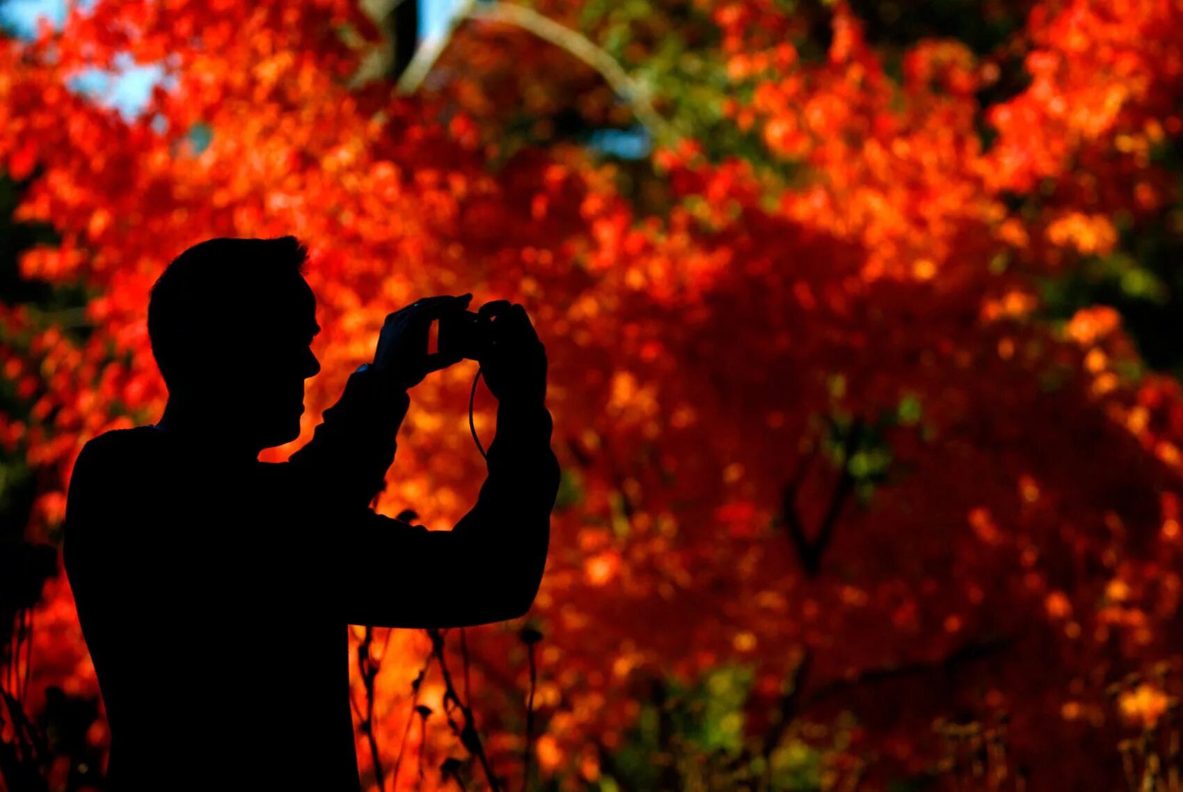 Осень мужского рода. Мужчина осень. Мужчина с осенними листьями. Мужской силуэт на фоне осени. Красивый парень осень.